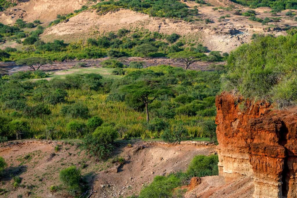 En Tanzanie, le site d’Olduvai est connu pour avoir révélé des milliers d’ossements fossiles. © Yakov, Fotolia