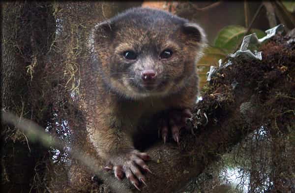 L’olinguito est un nouveau mammifère carnivore découvert dans les forêts andines d’Équateur et de Colombie, grandement menacé par la déforestation. © Mark Gurney, cc by 3.0