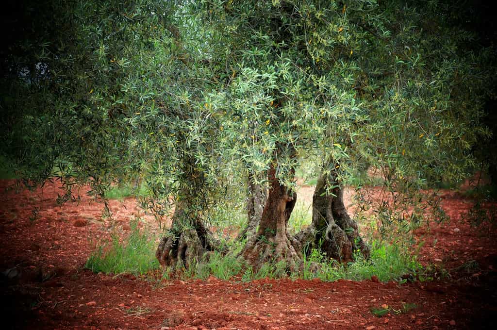 L'olivier, symbole de la Méditerranée. © Fabrice, fotolia
