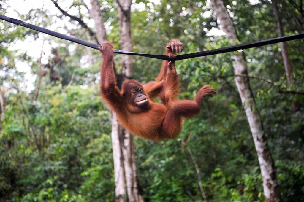 La population d’orangs-outangs de Bornéo a chuté de 25 % ces dix dernières années, indique une étude publiée dans&nbsp;Scientific Reports. © Chaideer Mahyuddin, AFP