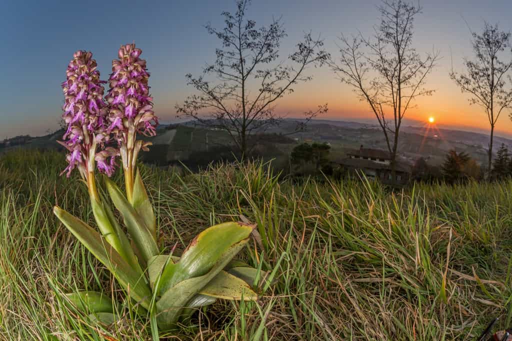 Les Orchidées géantes (Himantoglossum robertianum) se trouvent généralement dans le sud et le centre de l'Europe. © alb83, Adobe Stock