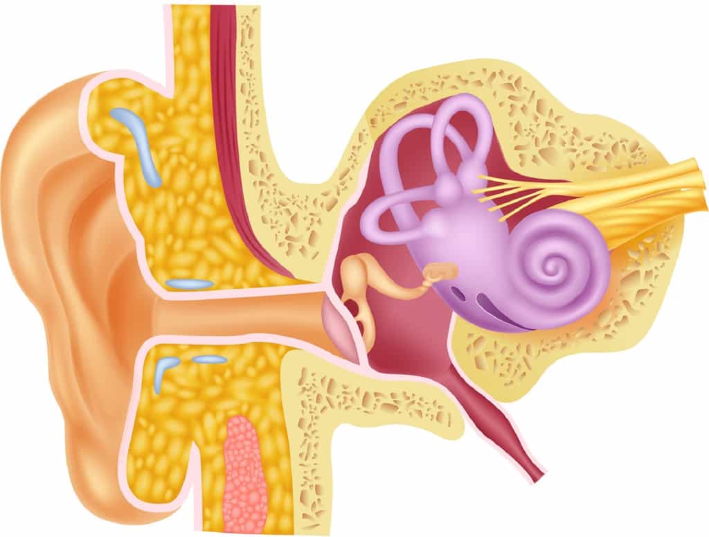 Le vestibule est un élément de l’oreille interne (ici représentée en violet). © tigatelu, Fotolia