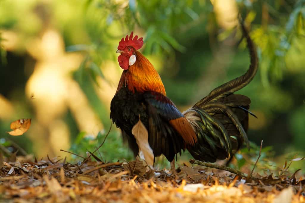 De nos jours, il ne reste que quatre espèces de poules primitives encore présentes à l’état sauvage ayant chacune leur zone géographique en Asie : le coq doré, le coq de Lafayette, le coq de Sonnerat, et le coq vert de Java. © phototrip.cz, Adobe Stock