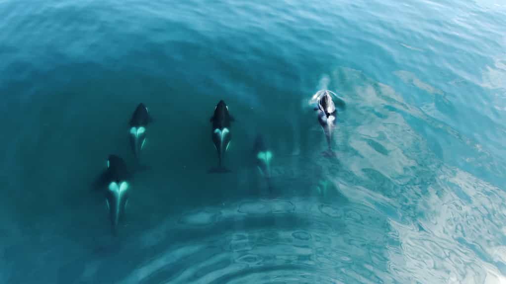 Les orques n'ont pas de prédateur naturel ! © willyam, Adobe Stock
