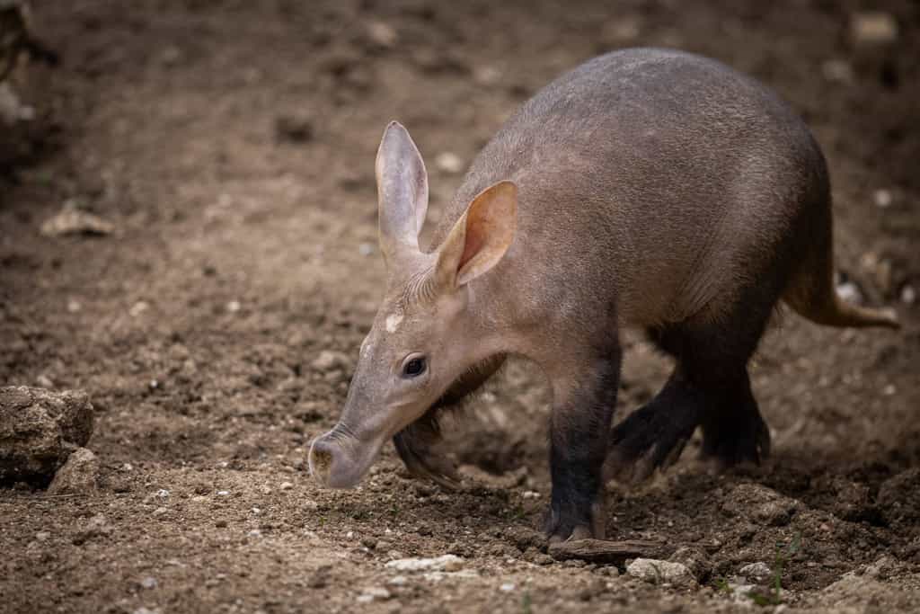 Un oryctérope ou cochon de terre. © AB Photography, Adobe Stock 
