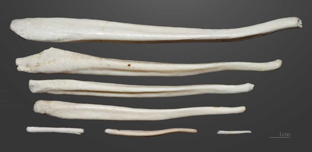 Les os péniens sont présents chez beaucoup de mammifères et la plupart des primates. © Didier Descouens, Museum de Toulouse, Wikipedia, CC BY-SA 4.0