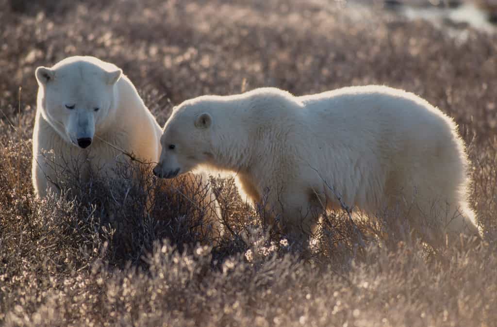 Loin de sa banquise qui dégèle et qui ne le nourrit plus suffisamment, l'ours blanc doit affronter un jeûne estival de plus en plus long. © JAG IMAGES, Adobe Stock