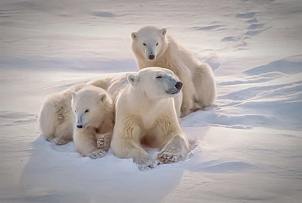 Une famille d'ours polaire. © outdoorsman, fotolia
