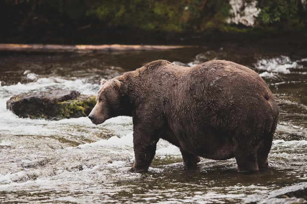 Un ours brun très gras qui patientent sa prochaine pêche de saumon.&nbsp;© Mat Hayward, Adobe Stock