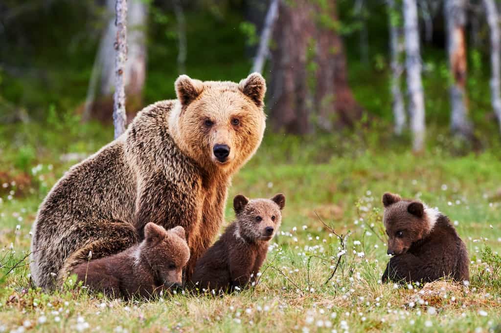 Une femelle ours brun avec ses petits. © lucaar, fotolia
