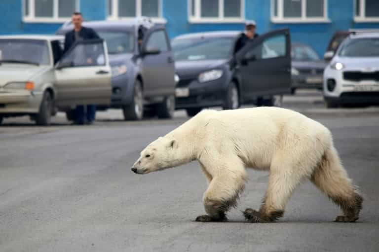 Un ours polaire affamé errant à la périphérie de la ville industrielle de Norilsk, dans l'Arctique russe, le 17 juin 2019. © Irina Yarinskaya - Zapolyarnaya pravda newspaper/AFP