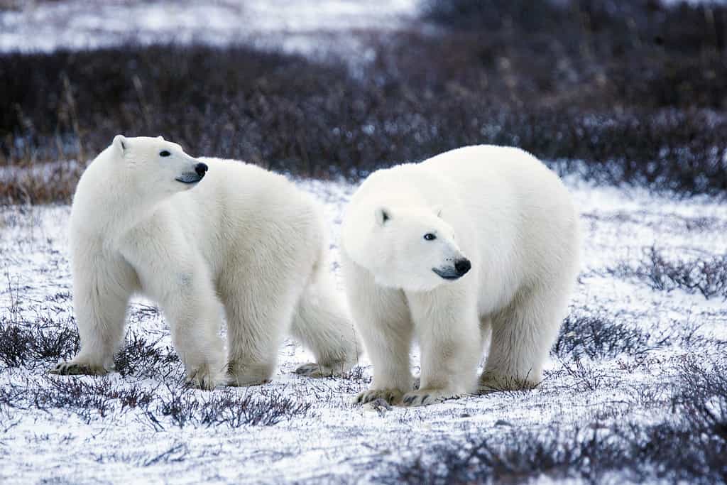 Les mammifères ont colonisé tous les milieux : sous terre, sur terre ou sous l’eau, dans les déserts brûlants ou sous les latitudes polaires, comme ces ours blancs. © USFWS Headquarters, Flickr, cc by 2.0