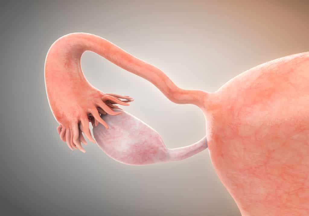 Le cancer des ovaires est le 7e cancer le plus fréquents chez la femme. © nerthuz, Adobe Stock