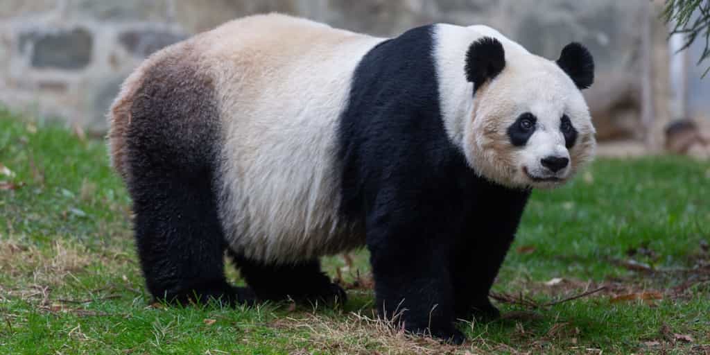 Mei Xiang avant son accouchement.© Smithsonian's National Zoo and Conservation Biology Insitut