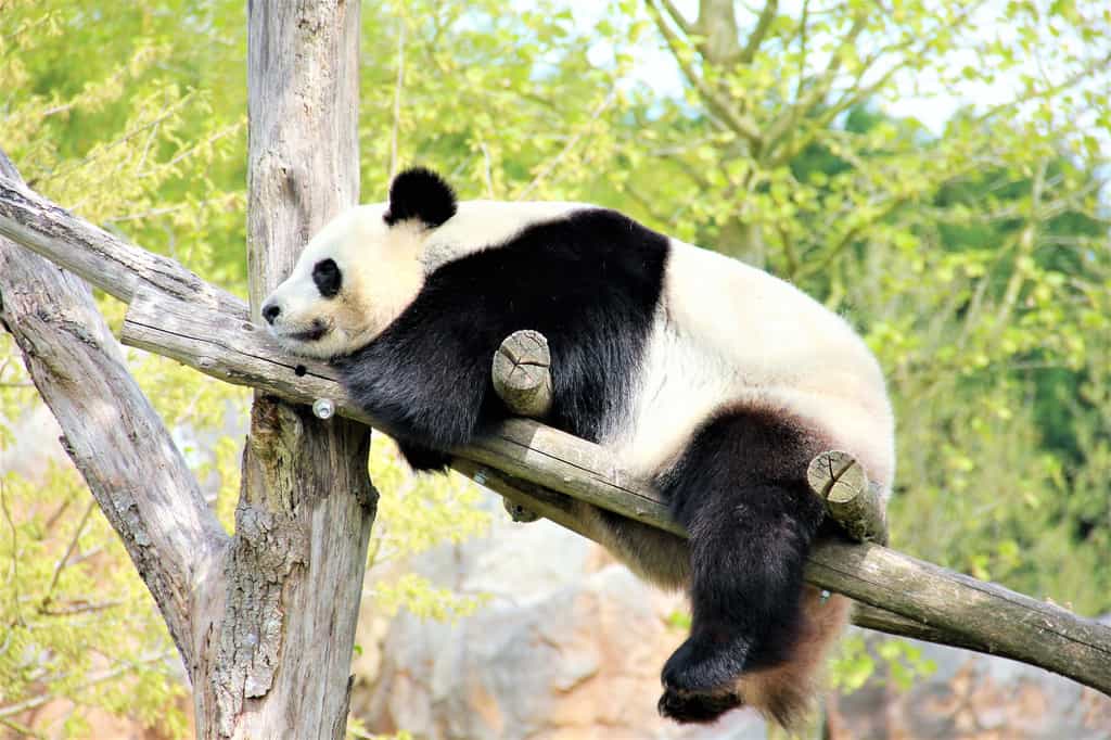 L'enclos des pandas du zoo de Beauval est parfaitement adapté à leurs besoins. © olivier, fotolia