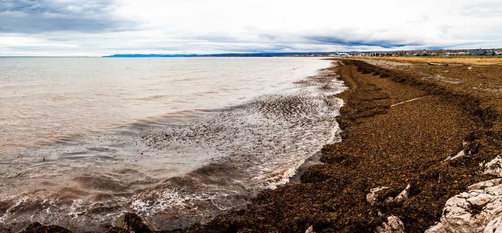 Panorama d'une plage recouverte d'algues en Gaspésie ©aetb
