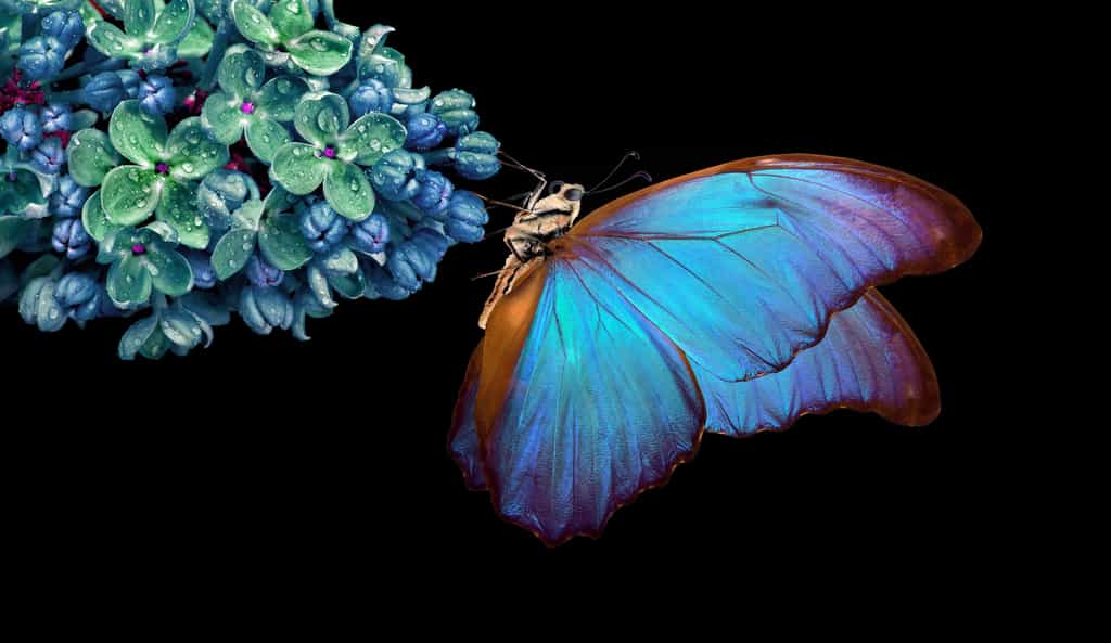 Les ailes colorés de ce papillon morpho a inspiré le chercheur Serge Berthier dans son travail sur les nanostructures. Il pense qu'il est possible améliorer les panneaux solaires grâce à ce magnifique insecte. À découvrir dans cet épisode inédit de Reconnexion, la série de Arte. © Oleksii, Adobe Stock