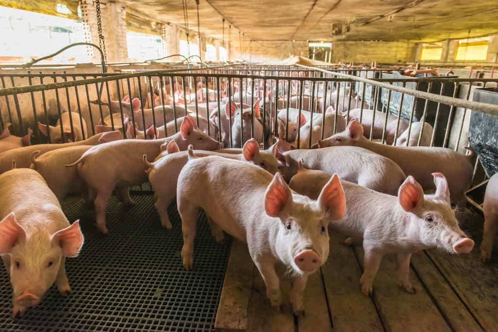 La peste porcine, pire épidémie animale jamais connue sur la planète. © Antonello, Adobe Stock