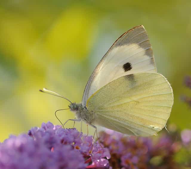 La piéride du chou est un papillon expert pour concentrer l’énergie solaire sur son thorax. © Thomas Bresson, flickr, CC by 2.0