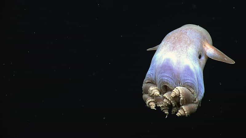 Une des espèces appartenant au sous-ordre de Grimpotheutis, des céphalopodes pélagiques des abysses. © Noaa, Okeanos Explorer