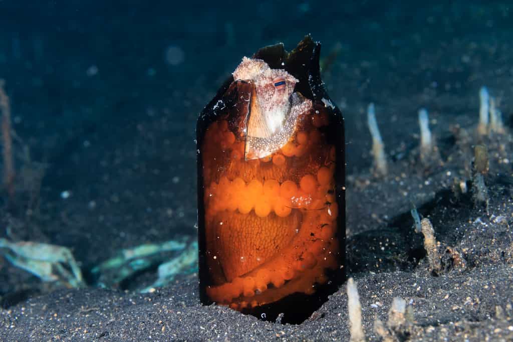 Une pieuvre noix de coco cachée dans un tesson de bouteille. © whitcomberd, Adobe Stock