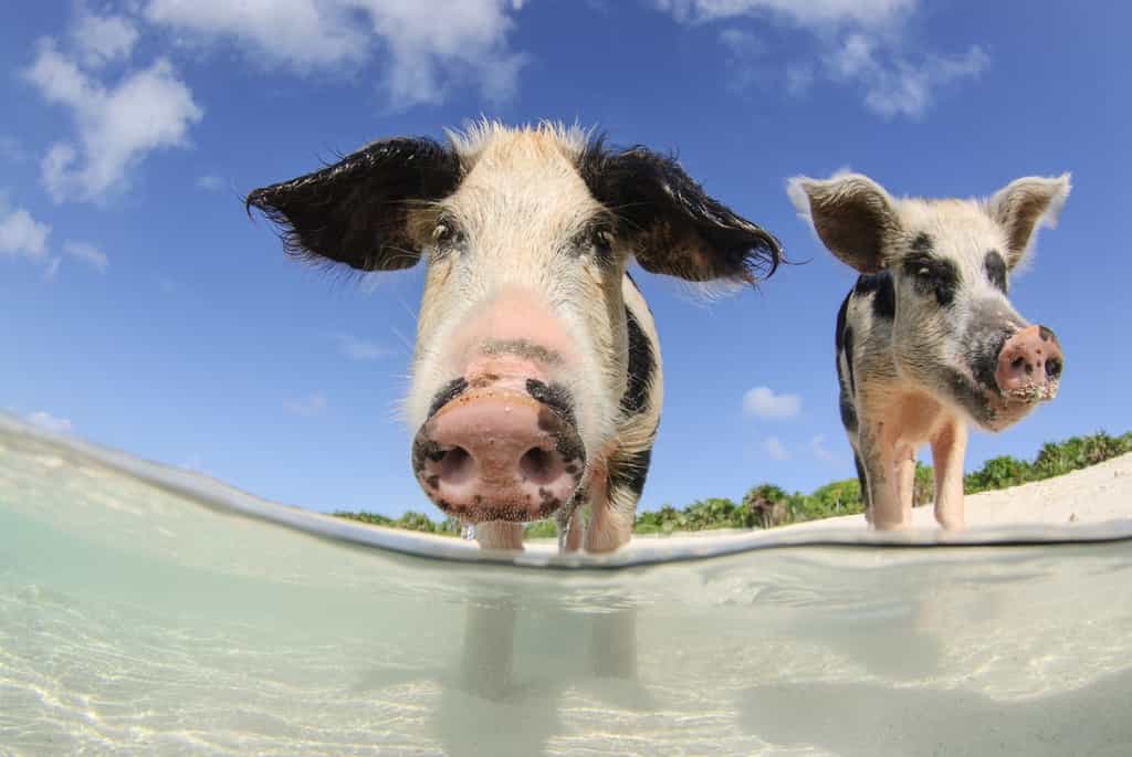 Sur Pig Beach, les cochons vont à la plage. © Caitlin Chock, Fotolia