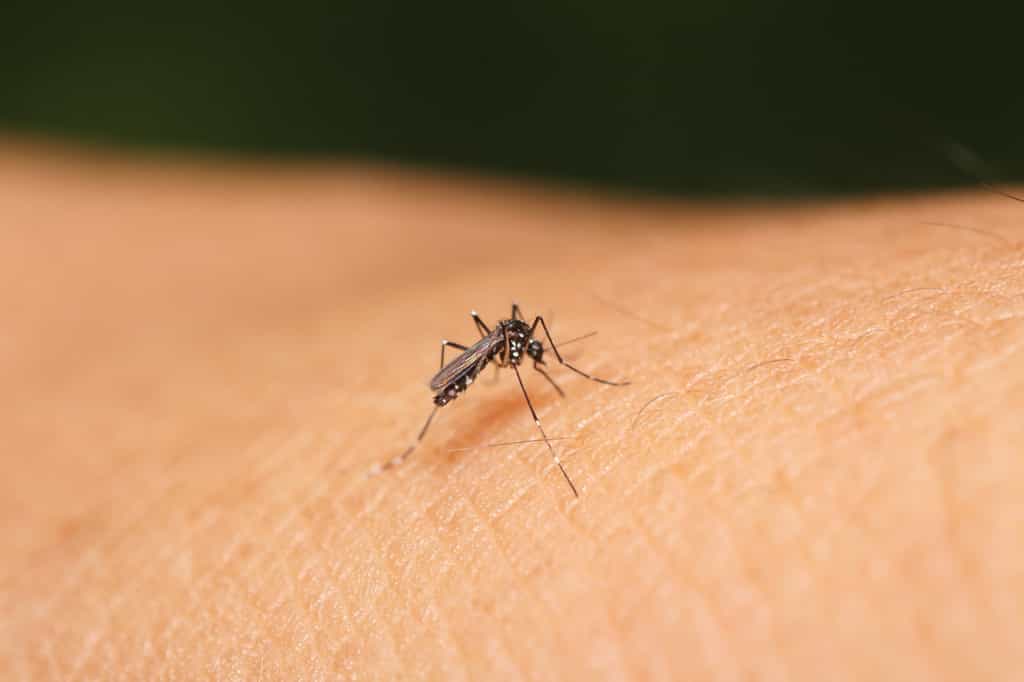 Les odeurs de votre peau influencent les moustiques. © sarawuth123, Fotolia