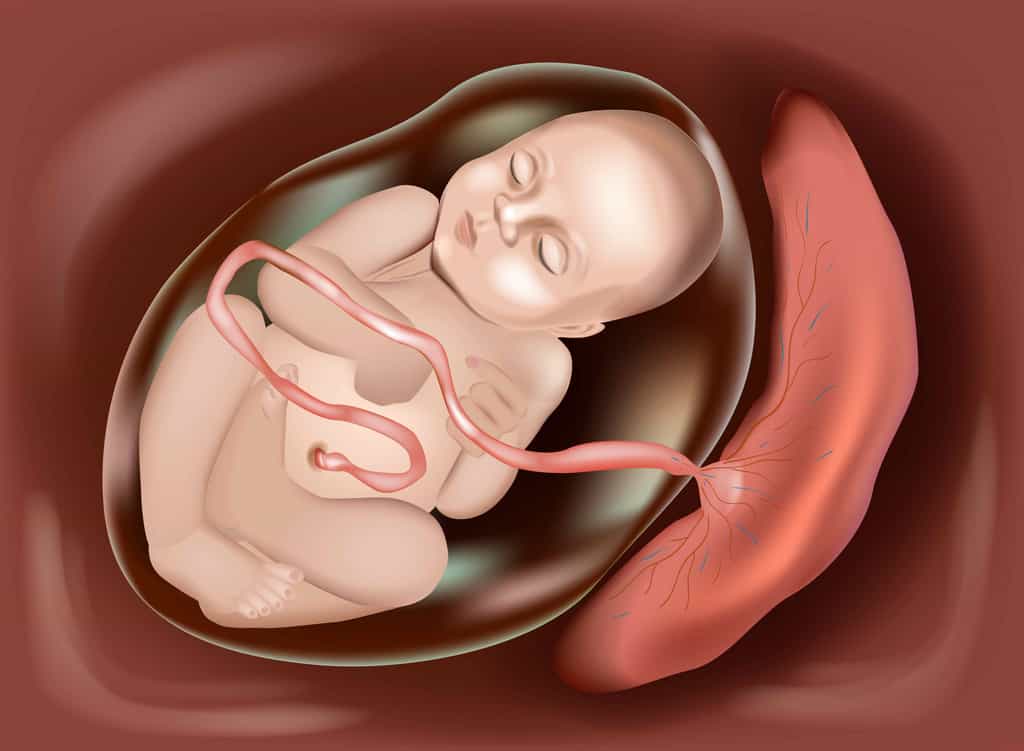 Le fœtus est relié à la mère par le placenta. © sakurra, Adobe Stock