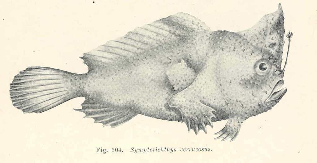 Une représentation de Sympterichthys verrucosus, une espèce cousine de Sympterichthys unipennis, datant de 1921, permet d'imaginer l'aspect de ce poisson à main désormais éteint. © G.Hassell and Son