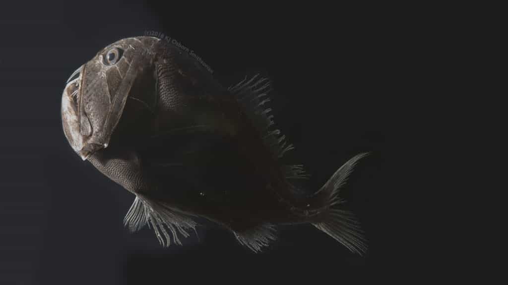 Dans les abysses, certains poissons ont une peau si noire qu'elle leur permet d'être invisible dans les eaux. © Karen Osborn, Smithsonian