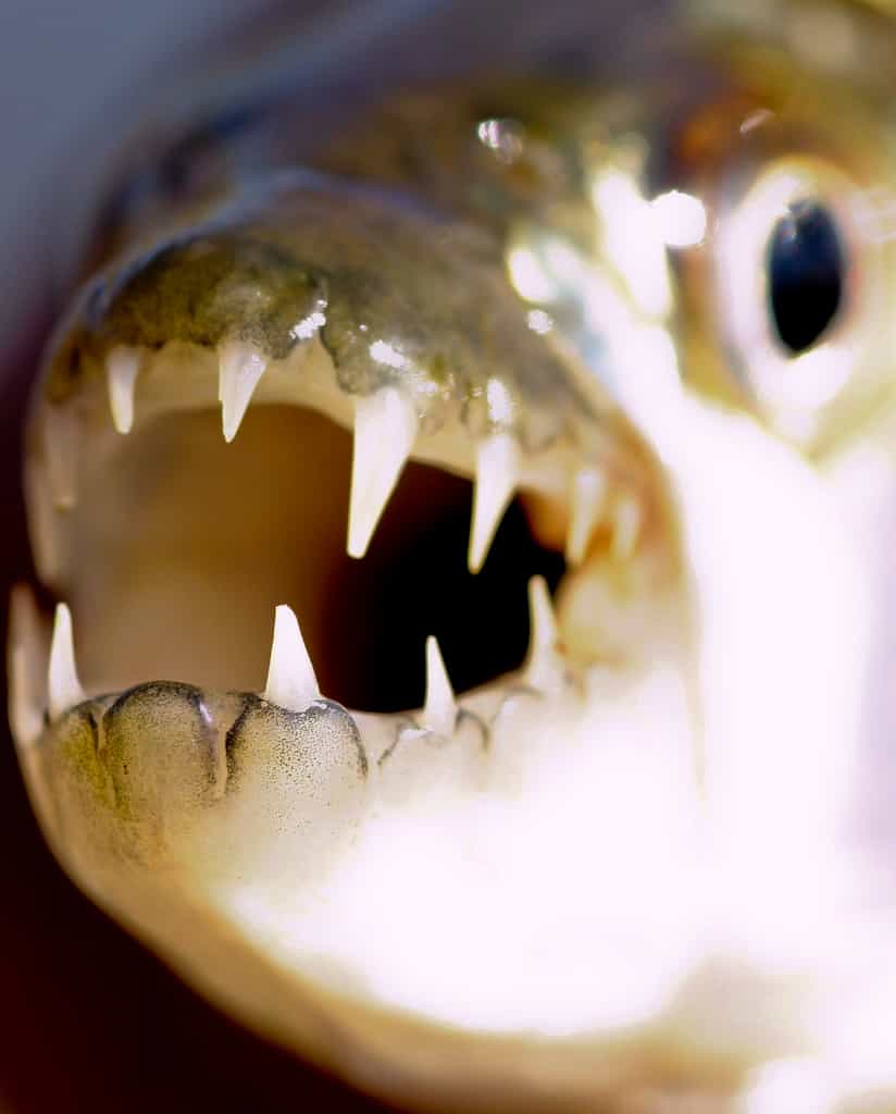 Les poissons-tigres africains Hydrocynus vittatus peuvent atteindre 1 m de long (pour les mâles), et peser jusqu’à 28 kg. © Brian.Gratwicke, Flickr, cc by nc 2.0