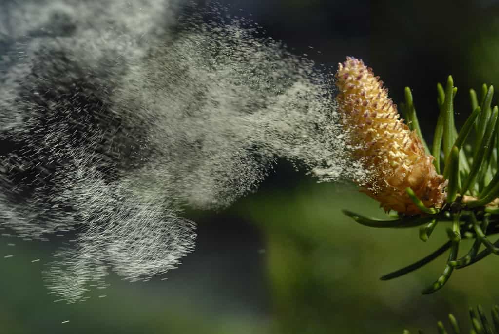La dispersion des pollens dans l'air explose lors d'un temps sec et venté, ou lors d'un orage qui produit de fortes rafales. © Adrien Roussel, Adobe Stock