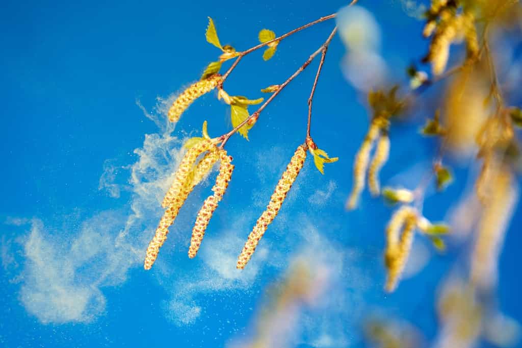Le pollen de bouleau est transporté par le vent et peut conduire à des réactions allergiques. © Ingo Bartussek, Fotolia
