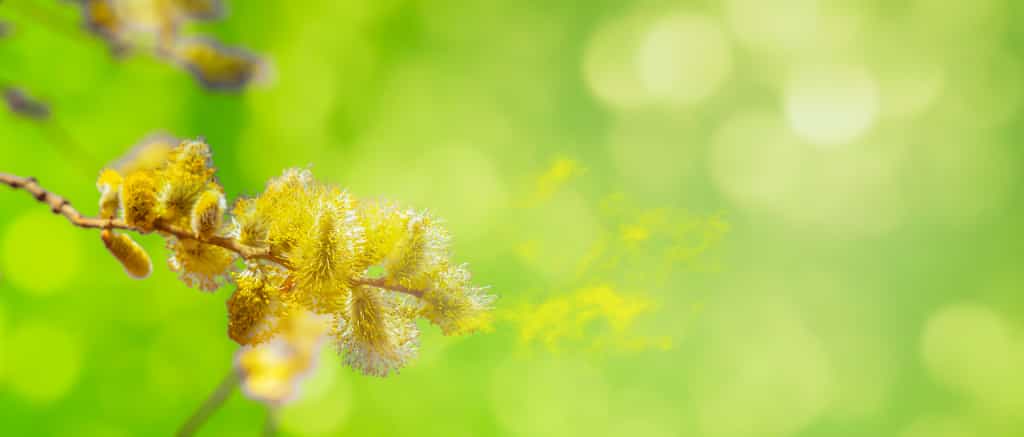 Pollen © winyu, Adobe Stock