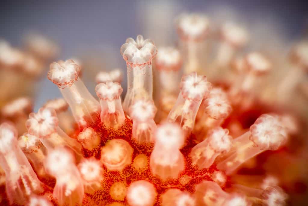 Les polypes sont une forme de vie fixée que l’on trouve dans les coraux. © RLS Photo, Fotolia