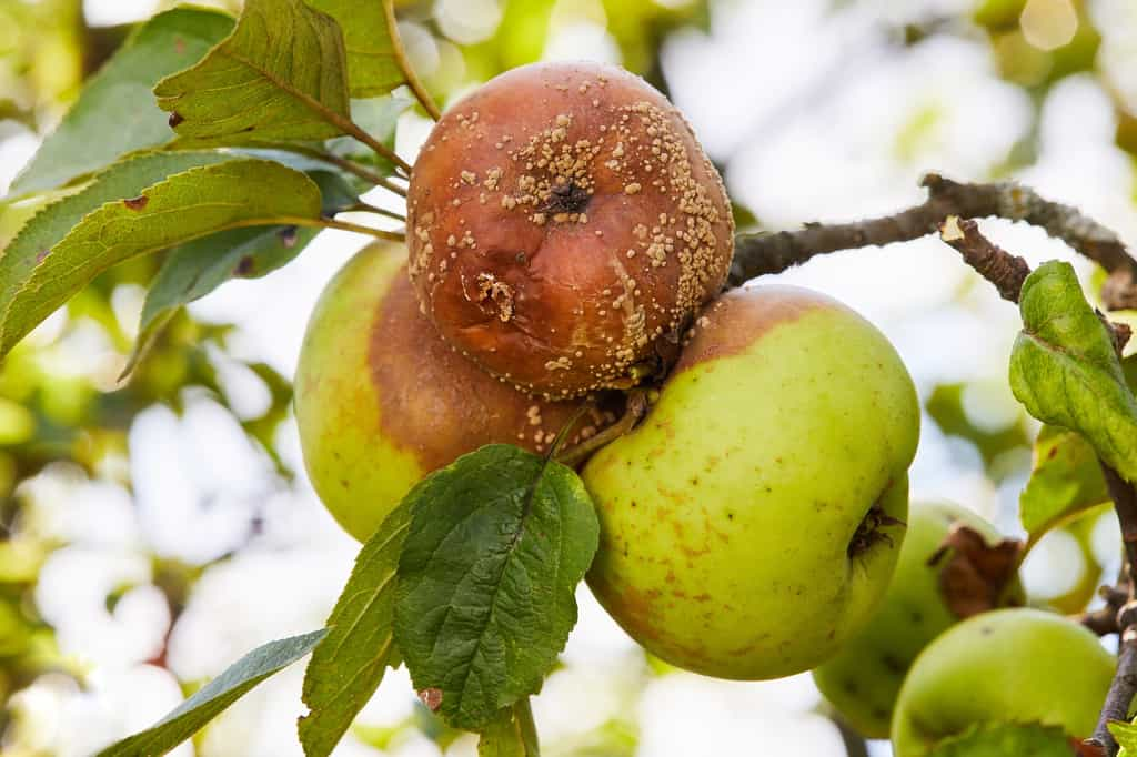 Pommes atteintes de moniliose encore accrochées à la branche.