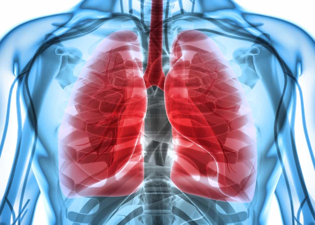 Les poumons sont les organes de la respiration situés dans la cage thoracique. © Yodiyim, Fotolia