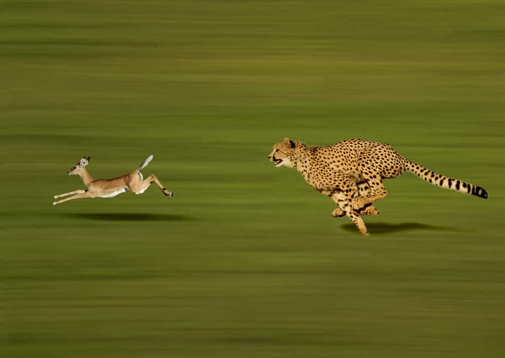 Un zoophage se nourrit d'animaux ou de leurs dérivés. © slowmotiongli, Adobe Stock