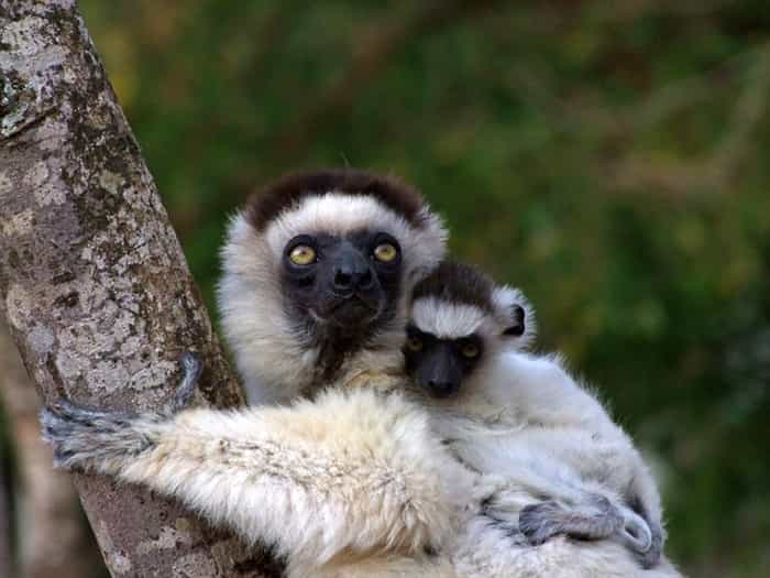 Un propithèque de Verreaux, ou Sifaka de Verreaux, et son petit. Ce lémurien de Madagascar est menacé d'extinction. © Luca Santini