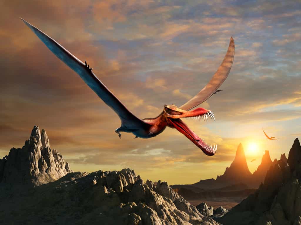 Les ptérosaures tels que cet Anhanguera occupaient le ciel il y a 66 à 228 millions d'années en arrière. © warpaintcobra, Adobe Stock