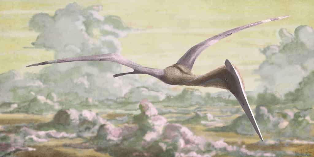 Hatzegopteryx thambema, un géant volant. © Marc Witton