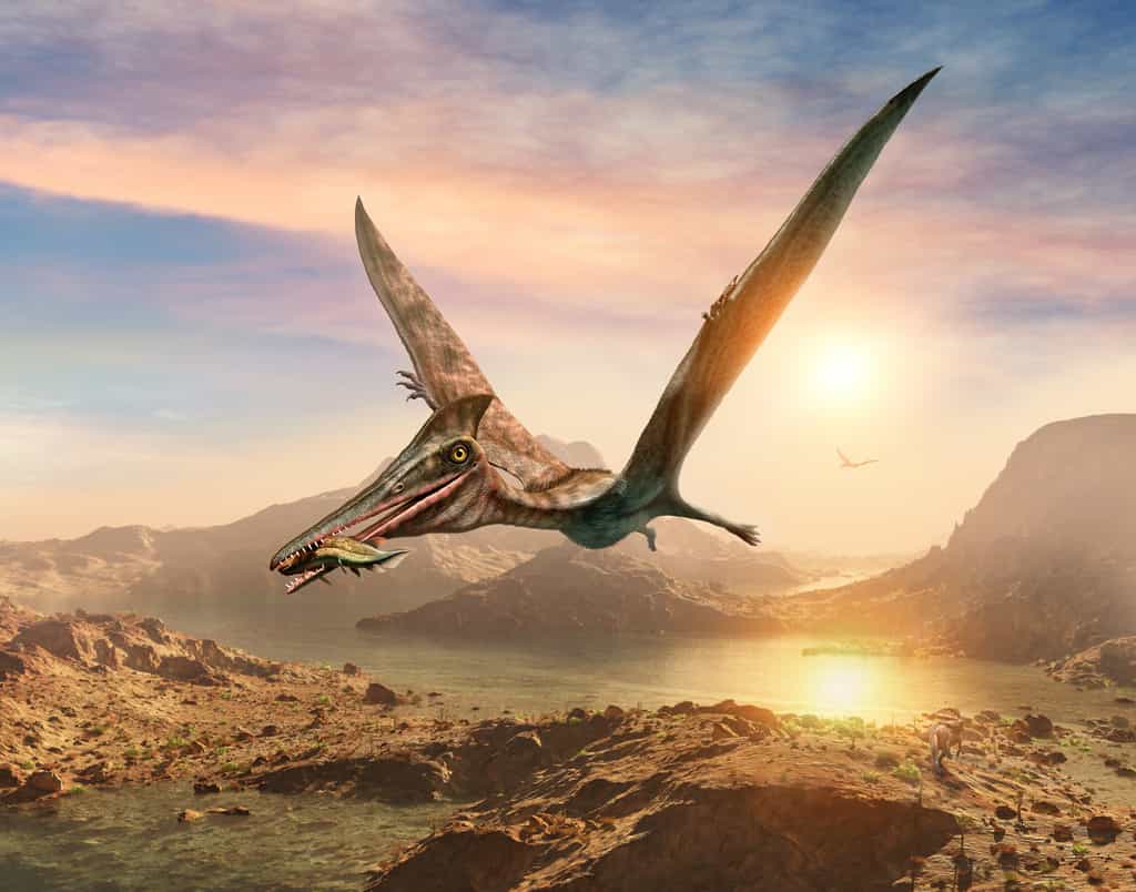 Vue d'artiste d'un ptérosaure en vol avec sa proie. © warpaintcobra, Adobe Stock