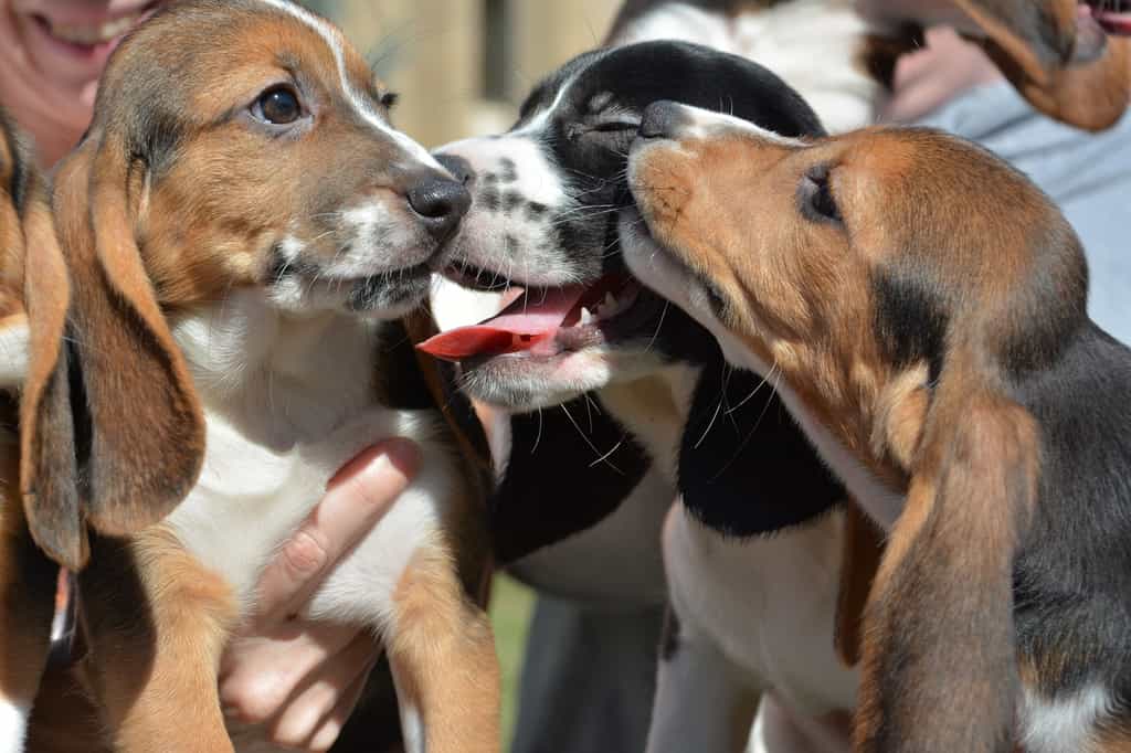 La première portée de chiots « bébés-éprouvette » jamais obtenue compte sept petits chiens. © Mike Carroll, Cornell University College of Veterinary Medicine