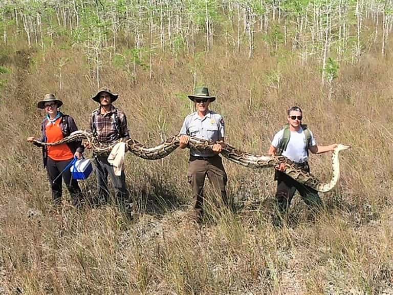 Quatre chercheurs portent un python femelle de plus de 5 mètres de long capturé dans la réserve nationale de Big Cypress en Floride. © Handout - Big Cypress National Preserve/AFP