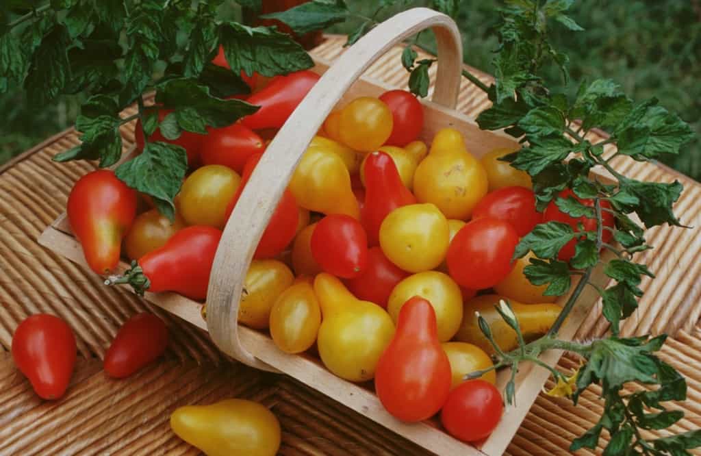 Les récoltes de tomates au potager débutent en juillet et se prolongent jusqu'en octobre. © E.Brencklé, Rustica
