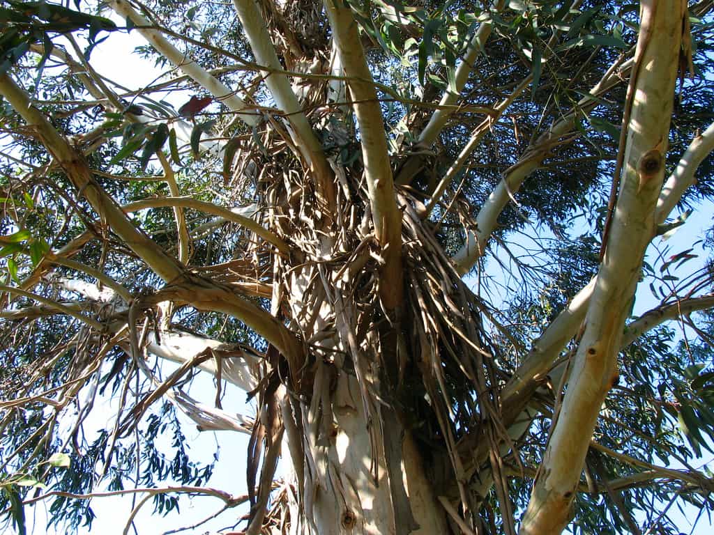 En image, un eucalyptus. Au lieu d'utiliser des solvants chimiques, favorisez l'essence de térébenthine, le terpène d'agrumes, le lactate d'éthyle ou encore la glycérine, le citron ou l'essence d'eucalyptus. © Pizzodisevo, Flickr, cc by sa 2.0