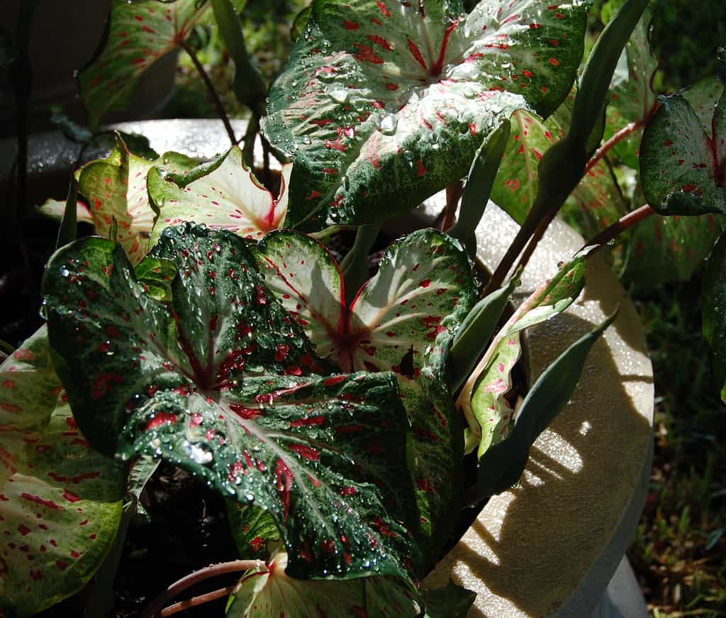 Les plantes d'ombre peuvent vivre sans voir le soleil. © Garlandcannon, Flickr, CC BY-SA 2.0