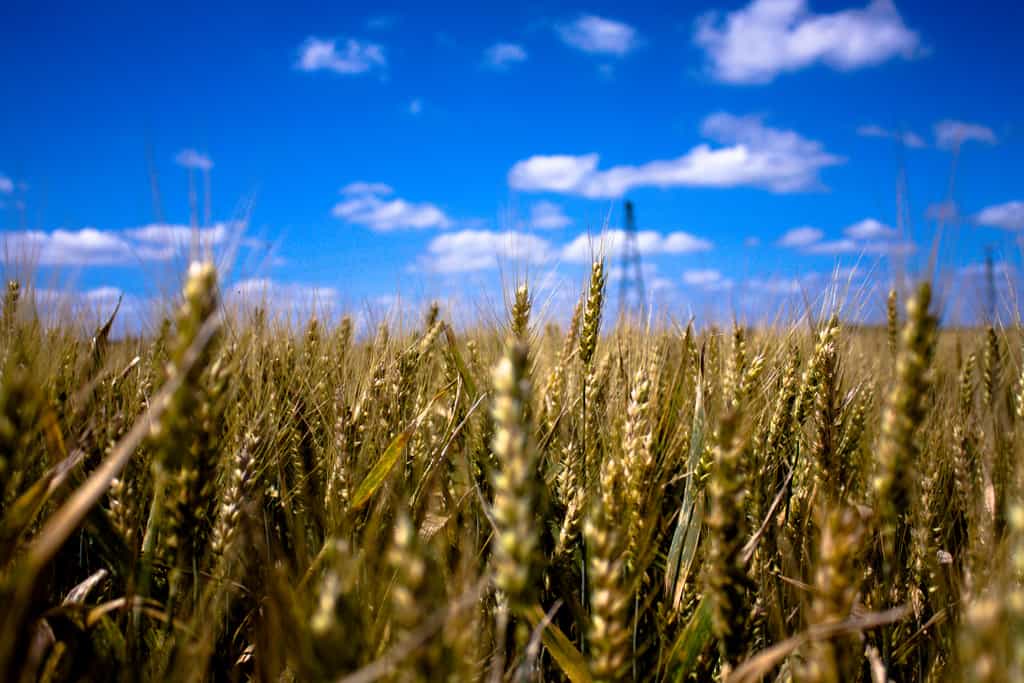 Le mouvement de l'agriculture écologiquement intensive est apparu en 2008 lors du Grenelle de l'environnement. © Kevin Lallier, Flickr, cc by 2.0