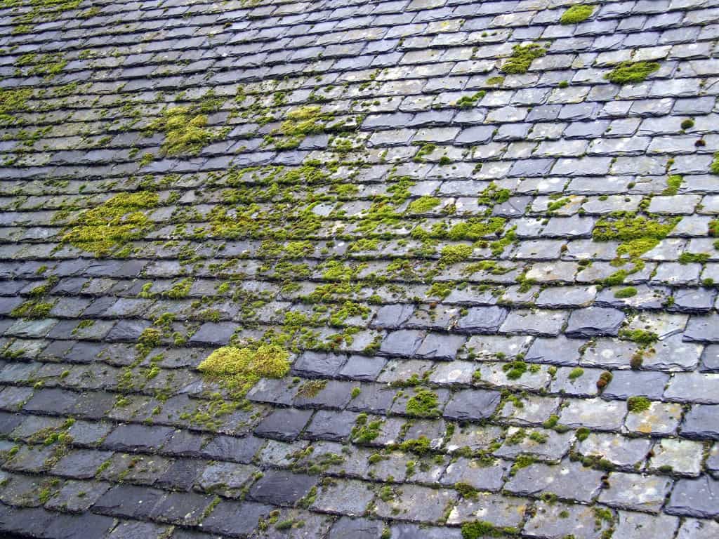 Le démoussage du toit permet un bon entretien de votre toiture. © selkovjr, Flickr, CC BY 2.0