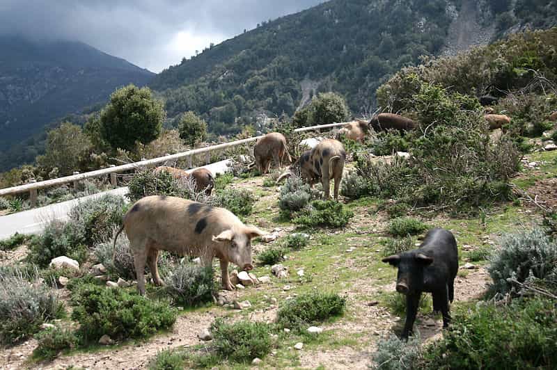 Les troupeaux de porcs corses, ici dans les montagnes, donnent une saveur particulière aux charcuteries corses. © Jean-Pol Grandmont, Wikimedia Commons, cc by sa 3.0